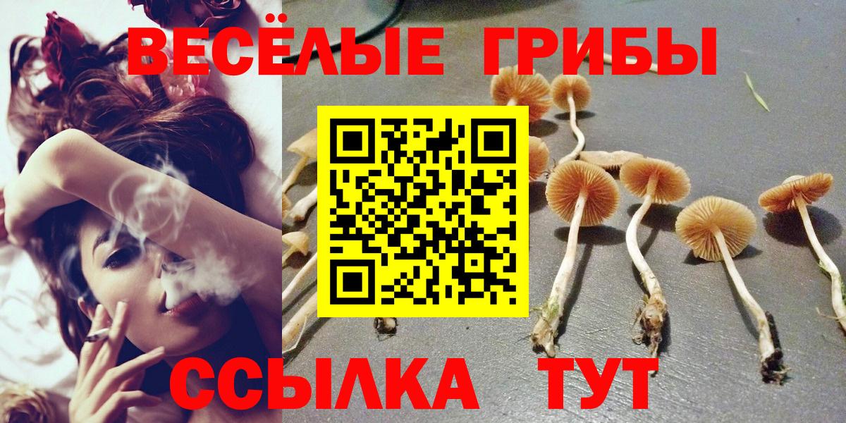Псилоцибиновые грибы Psilocybine cubensis Тихвин